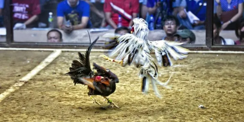 Lưu ý để theo dõi trực tiếp đá gà C1 an toàn