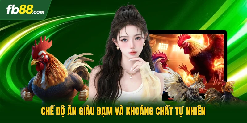 Cách Nuôi Gà Mỹ Hiệu Quả Giúp Gà Phát Triển Toàn Diện Nhất 2 Chế độ ăn giàu đạm và khoáng chất tự nhiên