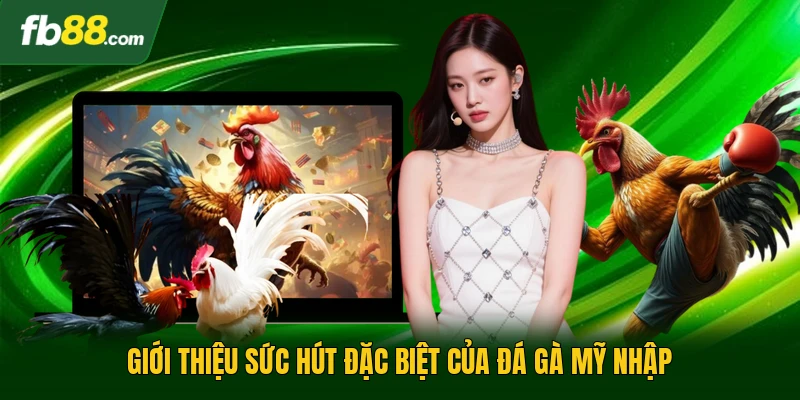 Đá Gà Mỹ Nhập | Sân Chơi Kịch Tính Cho Dân Cá Cược 1 Giới thiệu sức hút đặc biệt của đá gà mỹ nhập