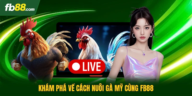Cách Nuôi Gà Mỹ Hiệu Quả Giúp Gà Phát Triển Toàn Diện Nhất 1 Khám phá về cách nuôi gà mỹ cùng FB88