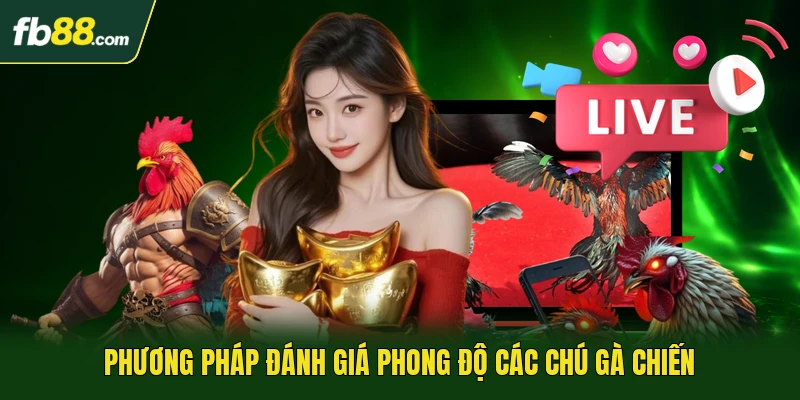 Phương pháp đánh giá phong độ các chú gà chiến
