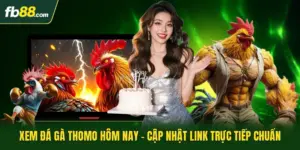 Xem Đá Gà Thomo Hôm Nay - Cập Nhật Link Trực Tiếp Chuẩn
