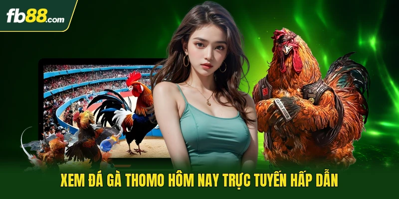 Xem đá gà Thomo hôm nay trực tuyến hấp dẫn
