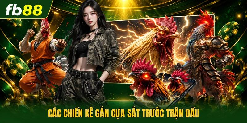 Các chiến kê gắn cựa sắt trước trận đấu