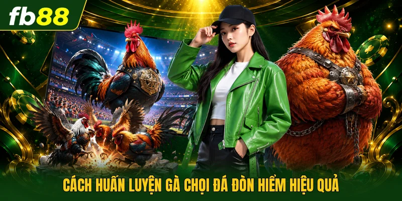 Cách huấn luyện gà chọi đá đòn hiểm hiệu quả