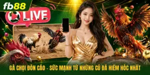 Gà Chọi Đòn Cáo - Sức Mạnh Từ Những Cú Đá Hiểm Hóc Nhất