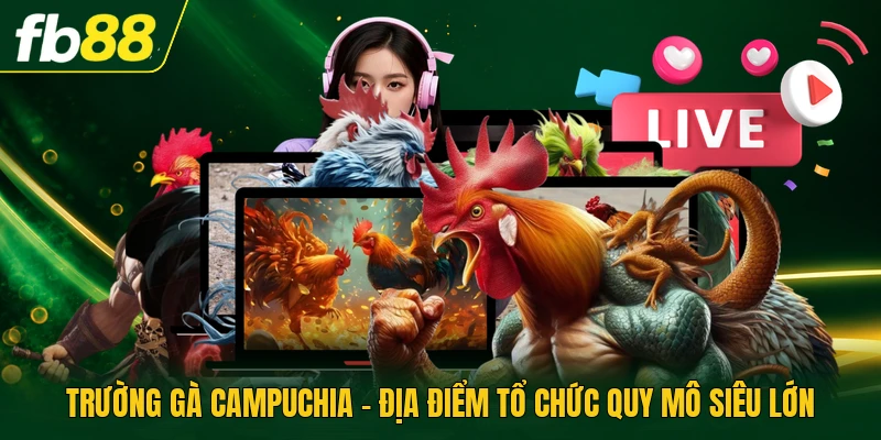 Trường Gà Campuchia - Địa Điểm Tổ Chức Quy Mô Siêu Lớn